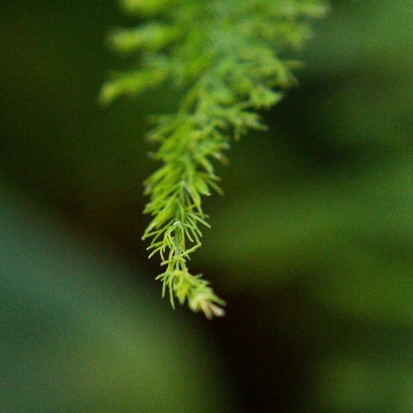 Gros Plan Une Plante Dans Jardin Sur Backgrou Flou — Photo