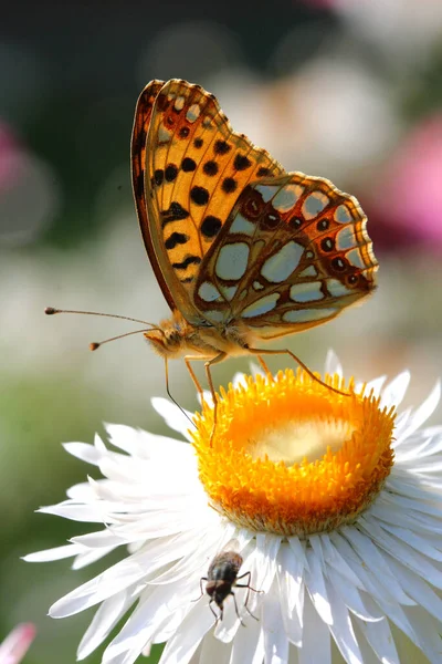 Крупный План Красивой Узорчатой Бабочки Цветущем Белом Цветке — стоковое фото