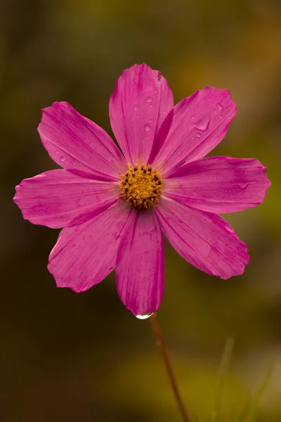 Μια Ρηχή Εστίαση Ενός Ροζ Λουλουδιού Σταγόνες Βροχής Ένα Θολό — Φωτογραφία Αρχείου