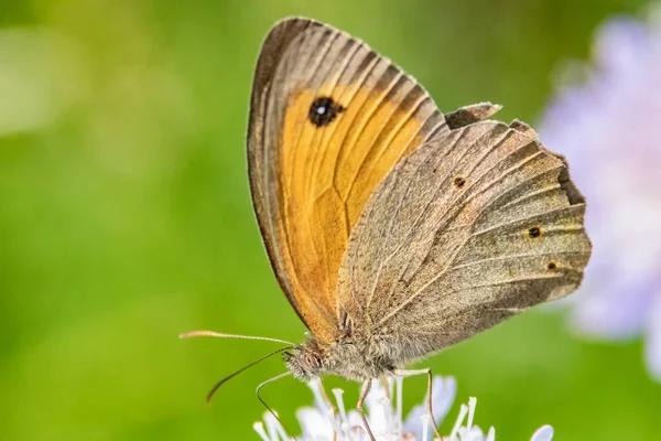 Zbliżenie Motyla Pięknych Dzikich Kwiatach Ogrodzie — Zdjęcie stockowe