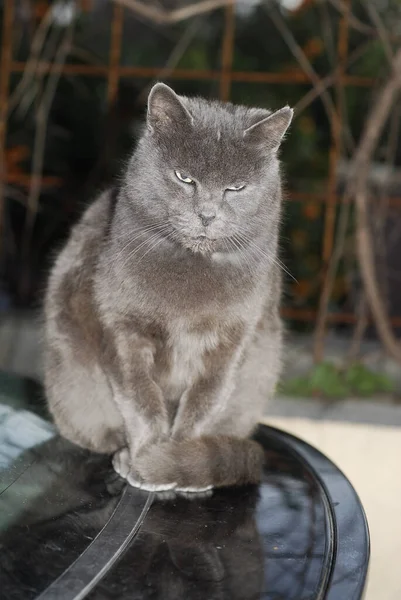 Vertikal Bild Lurvig Katt Som Sitter Svart Yta — Stockfoto