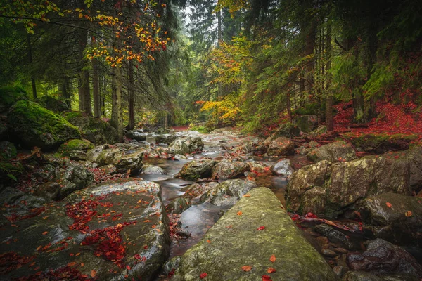Scenic Shot Bavarian Forest Autumn Water Stream — Stock Photo, Image