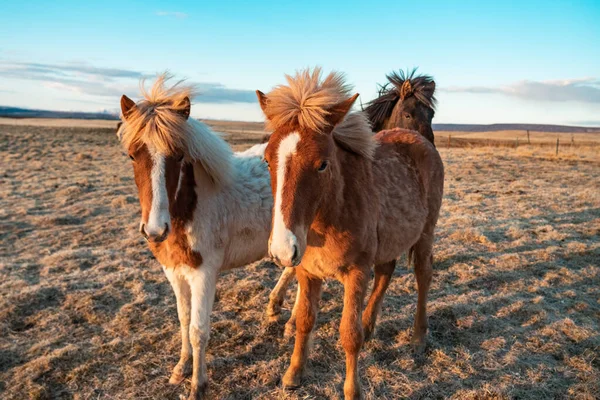 Två Vita Och Bruna Islandshästar Ett Fält — Stockfoto