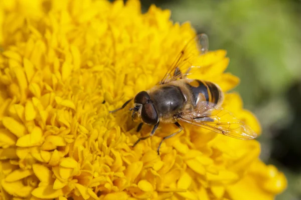 開花した黄色の花に受粉する蜂のクローズアップ — ストック写真