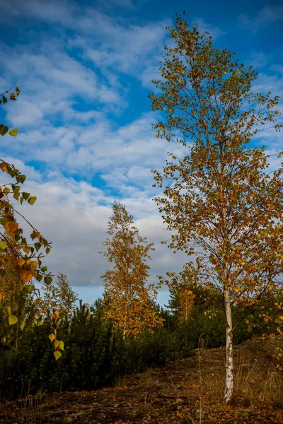 Las Brzozy Żółtymi Liśćmi Jesienią — Zdjęcie stockowe
