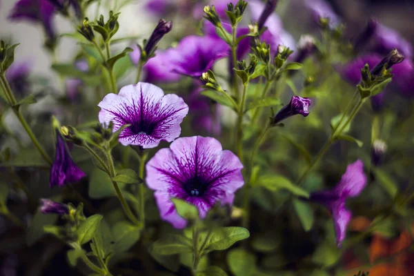 Selektiv Fokus Skott Lila Petunia Blommor — Stockfoto