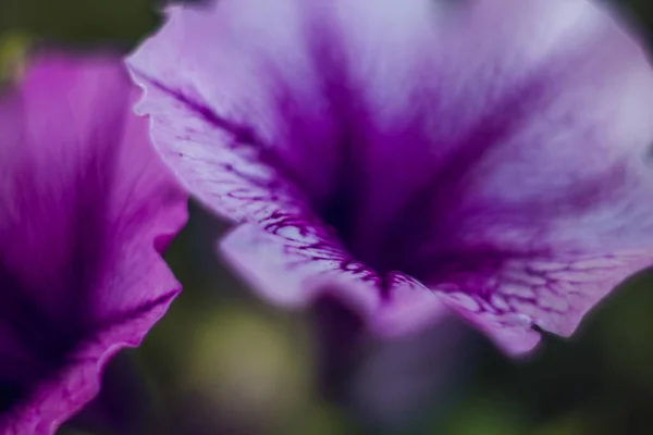 Mor Petunya Çiçeklerinin Seçici Odak Noktası — Stok fotoğraf