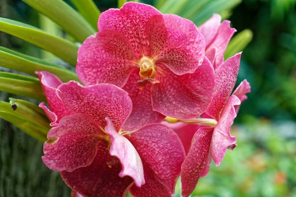 Tiro Close Belas Orquídeas Rosa — Fotografia de Stock