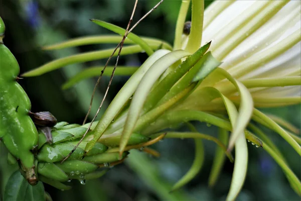 Een Selectieve Focus Shot Van Drakenvrucht Bloem Hylocereus Undatus — Stockfoto