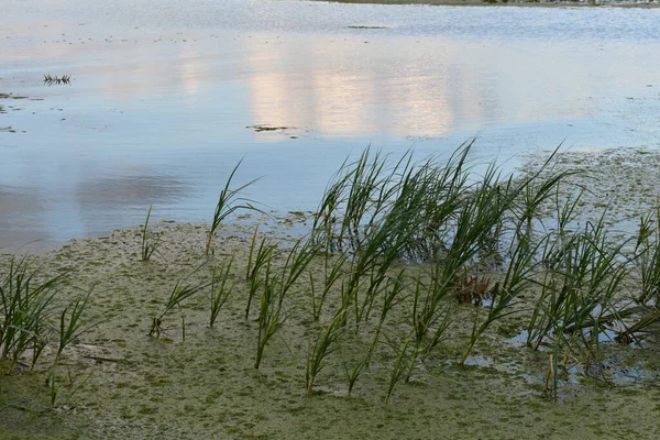 Озерная Вода Травами Зелеными Водорослями — стоковое фото