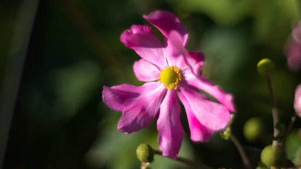 Close Shot Pink Flower — Stock Photo, Image