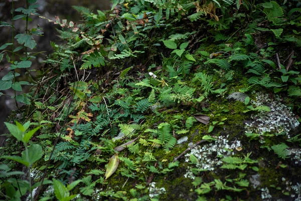 Вид Зелене Листя Папороті Лісі — стокове фото