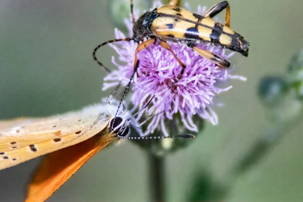 Een Closeup Van Een Vlinder Een Kever Prachtige Paarse Distel — Stockfoto