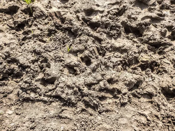 Eine Aufnahme Von Einem Soli Boden Auf Dem Kleine Pflanzen — Stockfoto