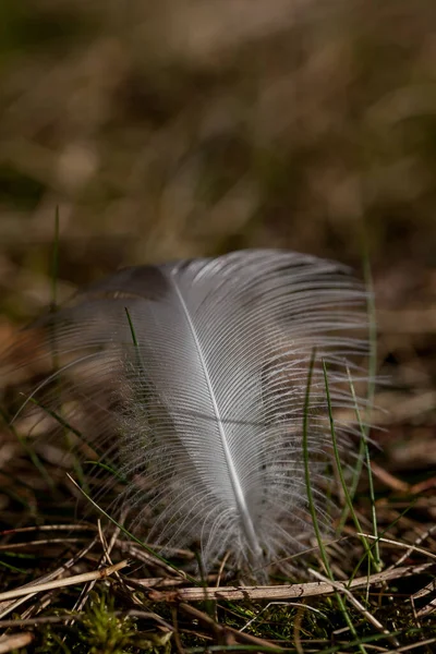 Animal Feather Fallen Ground Forest — Stock Photo, Image