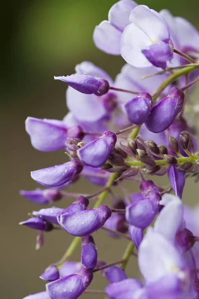 Blossomed Purple Wisteria Flowers Garden — Stock Photo, Image