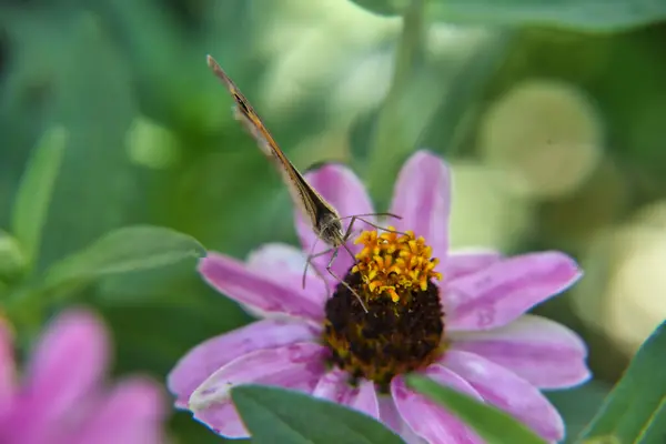 Μια Όμορφη Πεταλούδα Λεπιδόπτερα Ένα Ροζ Λουλούδι — Φωτογραφία Αρχείου