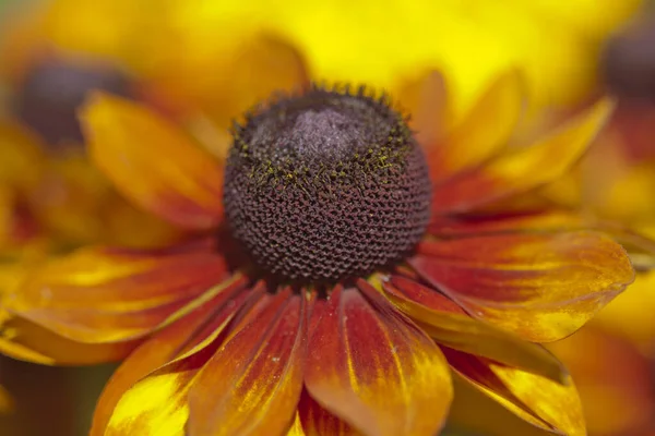 Eine Nahaufnahme Des Blühenden Gelben Sonnenhuts Freier Wildbahn — Stockfoto