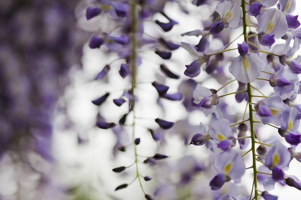 Blossomed Purple Wisteria Flowers Garden — Stock Photo, Image