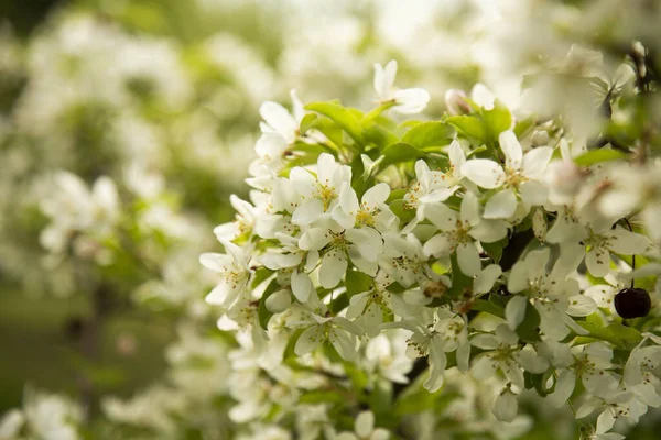 Крупним Планом Знімок Красивих Білих Квітів Дереві — стокове фото