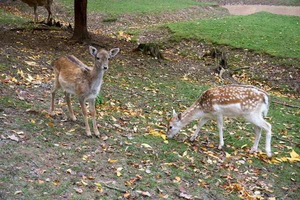 Ein Paar Hirsche Auf Dem Feld Mit Herbstblättern Boden — Stockfoto