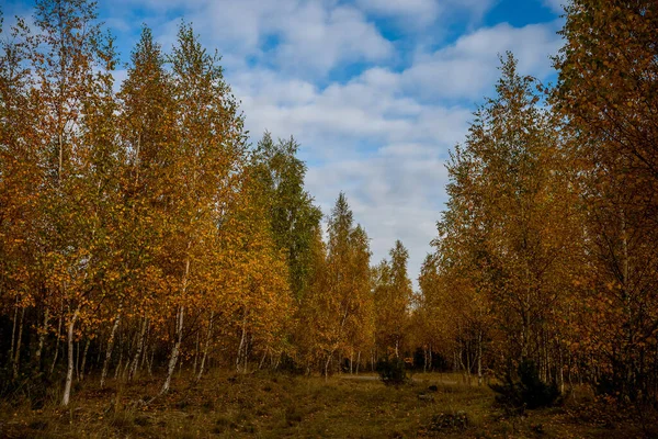Forest Birch Trees Yellow Leaves Autumn — Stock Photo, Image