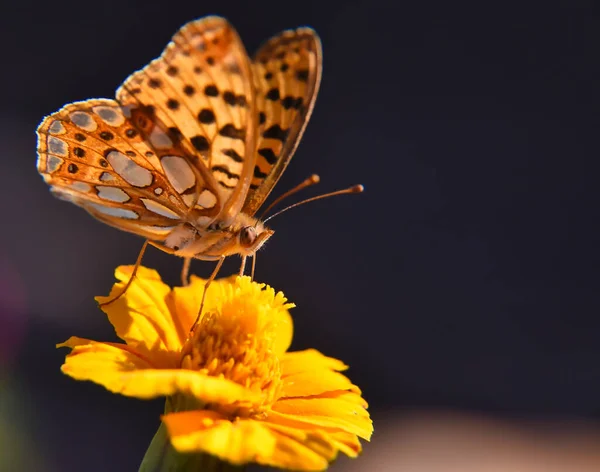 Piękny Argynnis Motyl Żółtym Kwiatku — Zdjęcie stockowe