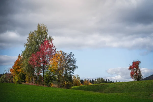 Malownicze Ujęcie Wysokich Drzew Kolorowymi Liśćmi Otoczonymi Lasem Pod Pochmurnym — Zdjęcie stockowe