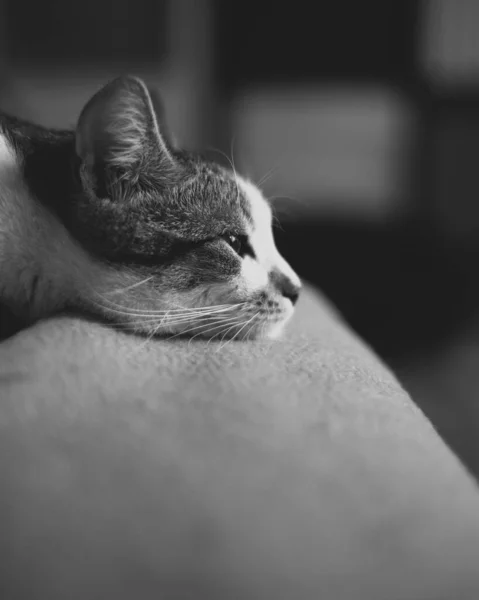 一只可爱的胖胖的猫把头靠在沙发扶手上 这是一张灰白的照片 — 图库照片