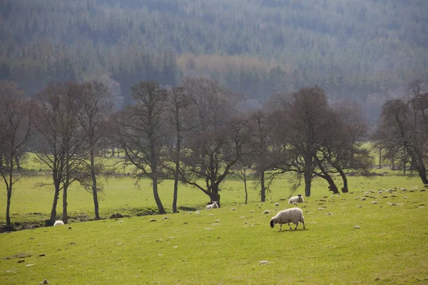 Sheep Grazing Grassy Field Queen Elizabeth Forest Park — Stock Photo, Image