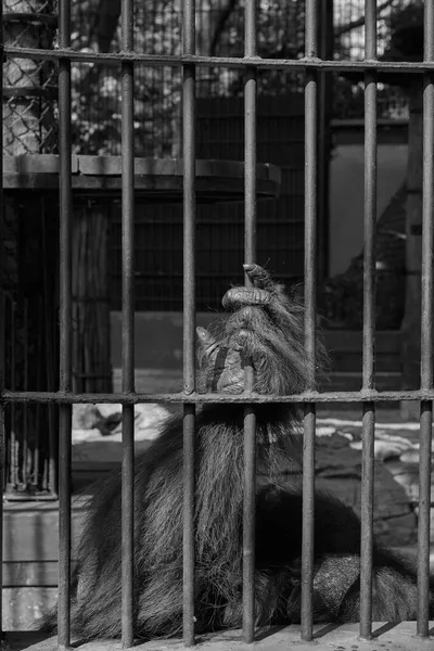 Eine Vertikale Graustufenaufnahme Des Orang Utans Käfig Zoo Thailand — Stockfoto