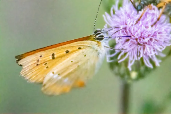 Gros Plan Papillon Sur Belles Fleurs Chardon Violet Dans Jardin — Photo