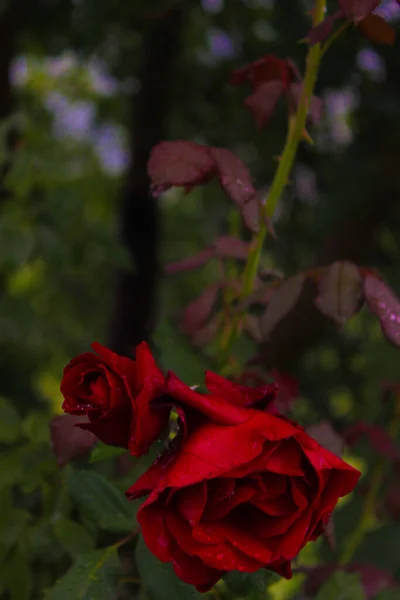 花园里一缕红玫瑰绽放的特写 — 图库照片
