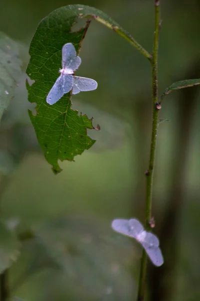 Egy Függőleges Lövés Pillangók Sérült Zöld Levelek Sierra Manantlan Jalisco — Stock Fotó