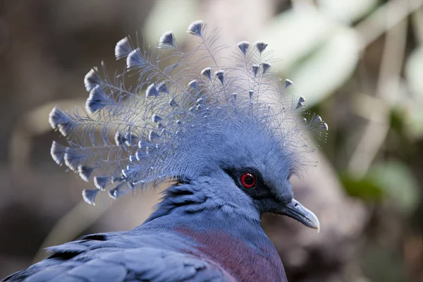 Närbild Den Exotiska Kronduvan Djurparken — Stockfoto