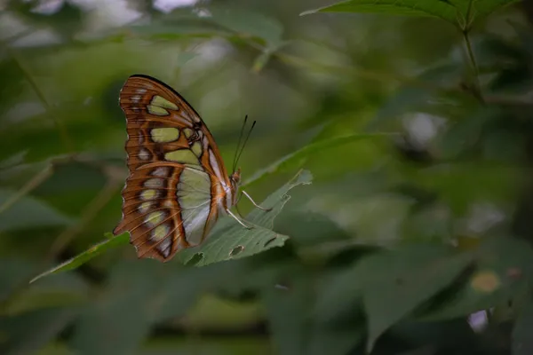 Zbliżenie Motyla Zielonym Liściu Lesie — Zdjęcie stockowe