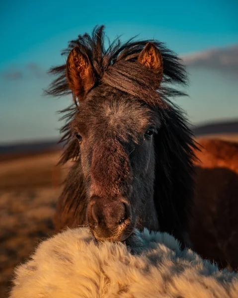 Grå Islandshäst Ett Fält — Stockfoto