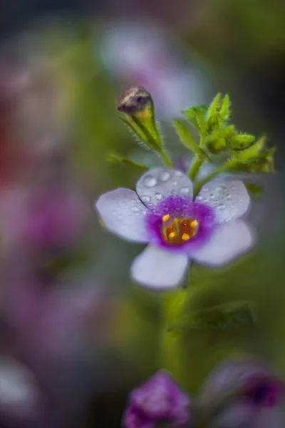 Eine Selektive Fokusaufnahme Von Viola Blumen — Stockfoto