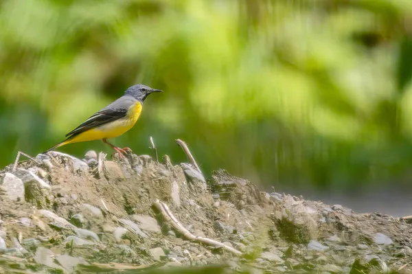 Een Gele Goudvink Vogel Een Park — Stockfoto