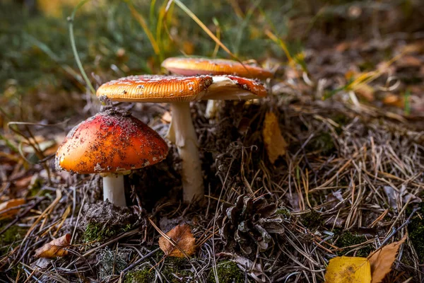Tiro Close Cogumelos Selvagens Com Bonés Marrons — Fotografia de Stock