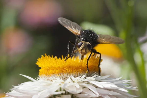 開花した白い花に受粉する蜂の選択的な焦点 — ストック写真
