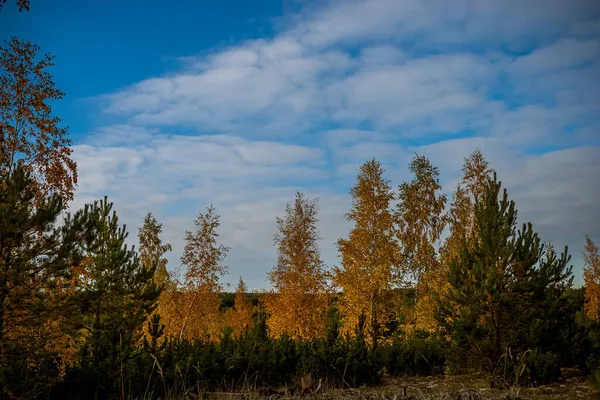 Las Brzozy Żółtymi Liśćmi Jesienią — Zdjęcie stockowe