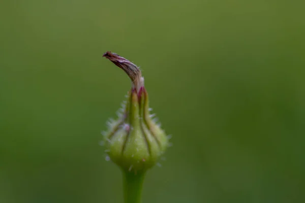 背景がぼやけている花のクローズアップ — ストック写真