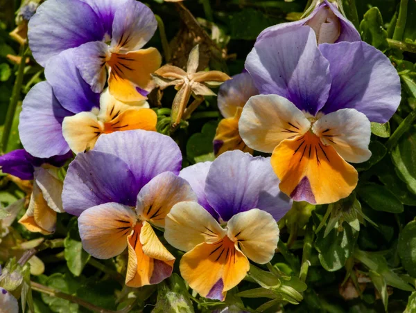 Hermoso Tiro Flores Viola Jardín — Foto de Stock