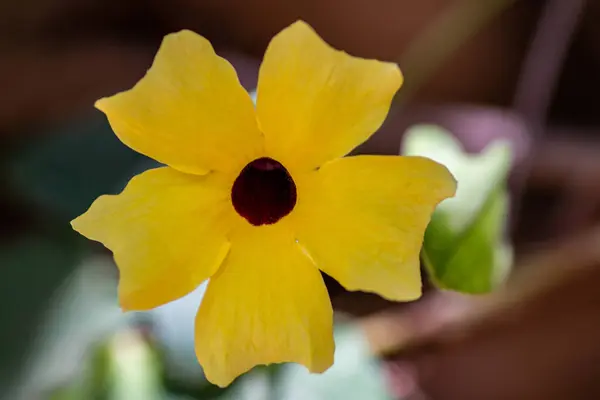 Eine Nahaufnahme Einer Schönen Blume Einem Garten — Stockfoto
