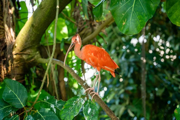 Gros Plan Oiseau Ibis Rouge Sur Arbre — Photo