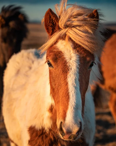 White Brown Icelandic Horse Field — Stock Photo, Image