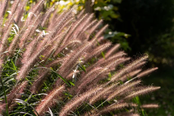 花を咲かせる観賞用草のクローズアップ — ストック写真