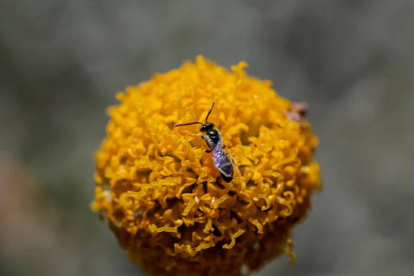 黄花上蜜蜂的特写镜头 — 图库照片