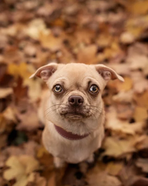 Tiro Alto Ângulo Cão Chihuahua Sentado Nas Folhas Caídas Chão — Fotografia de Stock